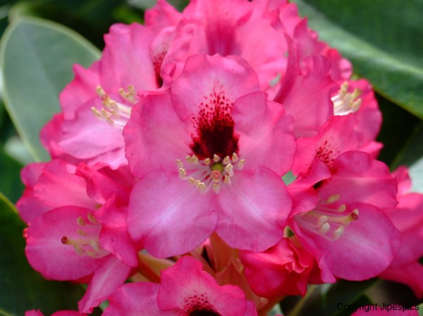 Sa majesté le rhododendron